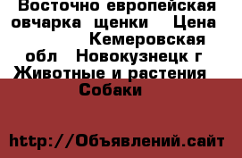 Восточно европейская овчарка -щенки! › Цена ­ 25 000 - Кемеровская обл., Новокузнецк г. Животные и растения » Собаки   